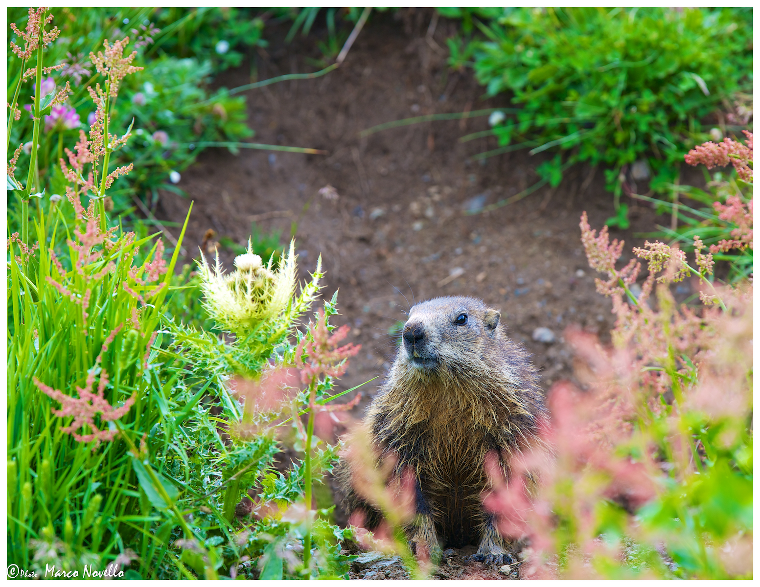 Marmot...