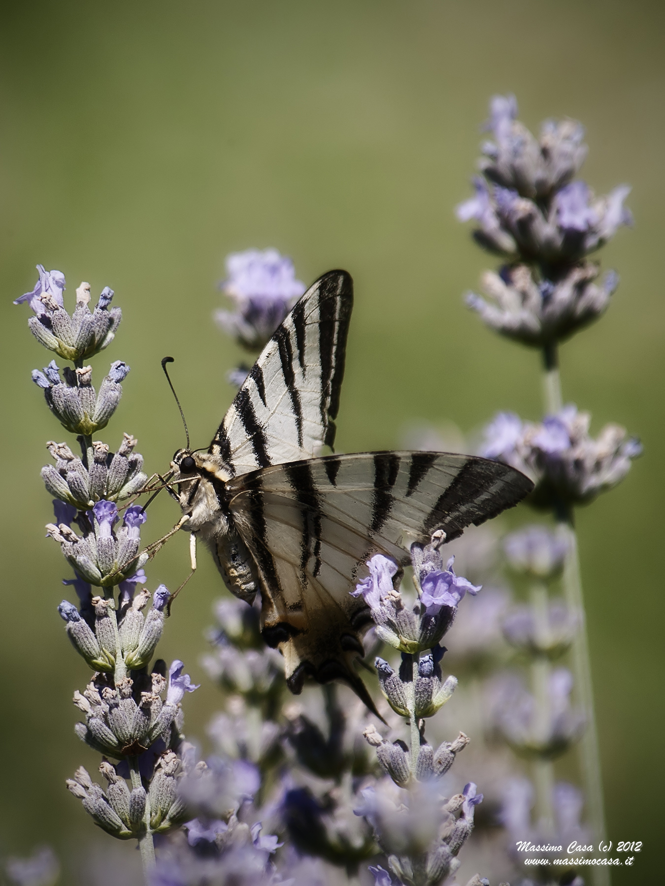 Iphiclides podalirius...