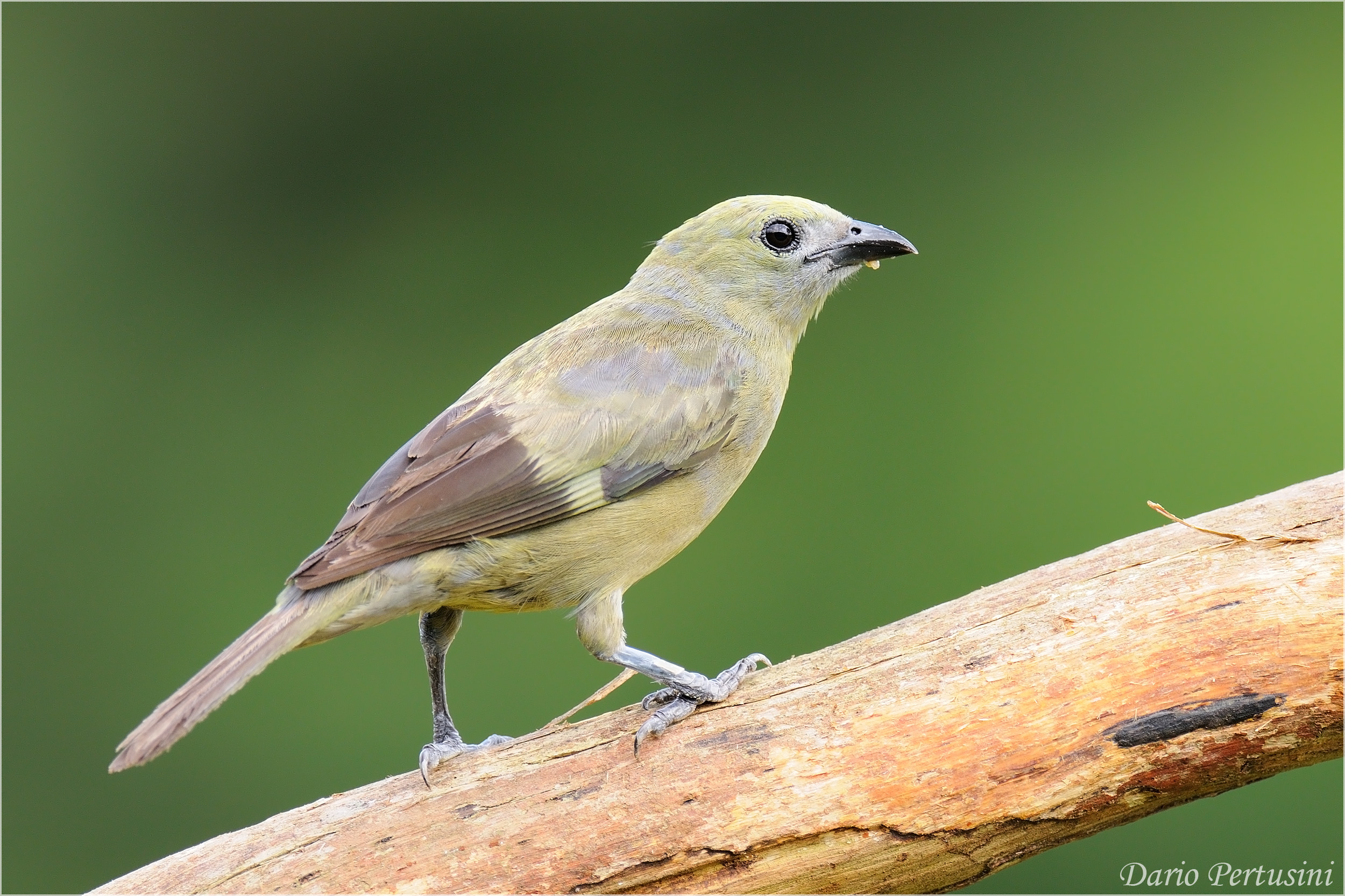 Palm Tanager...