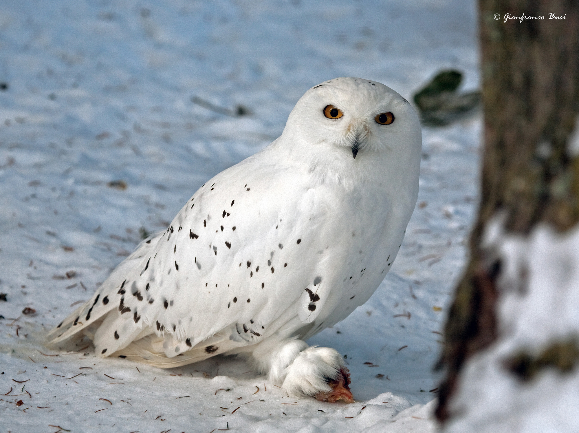 Snowy Owl - Nyctea scandiaca...