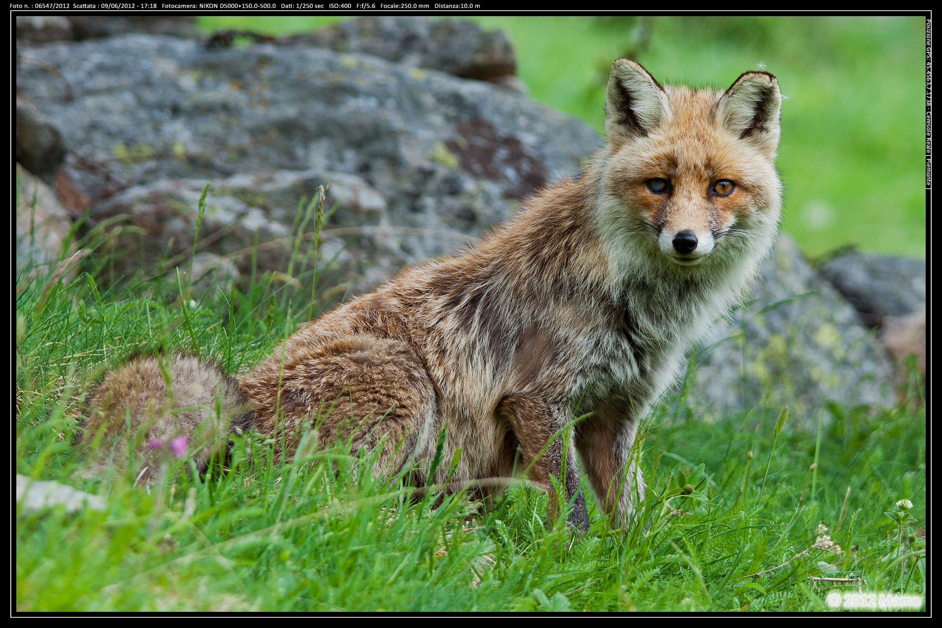 Fox Ceresole Reale...