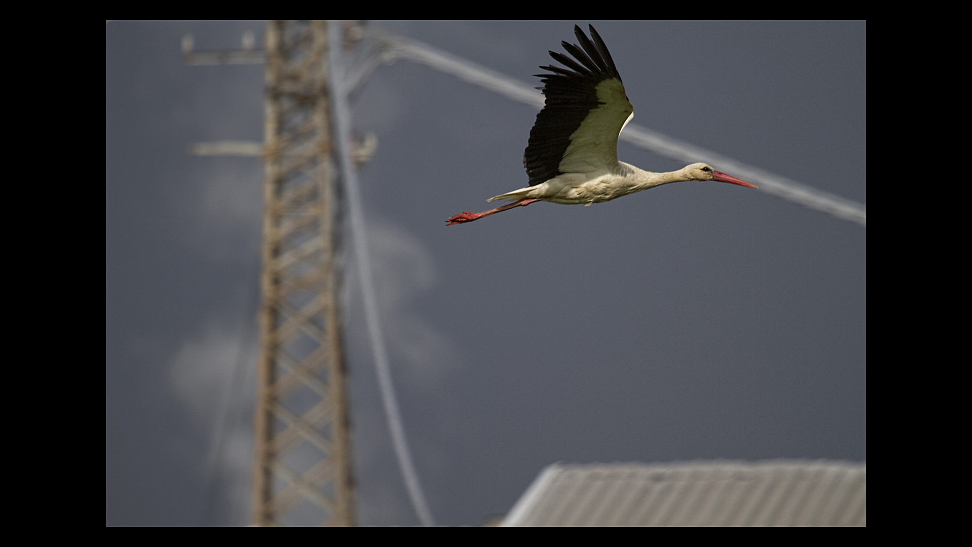 Storks Porcari...
