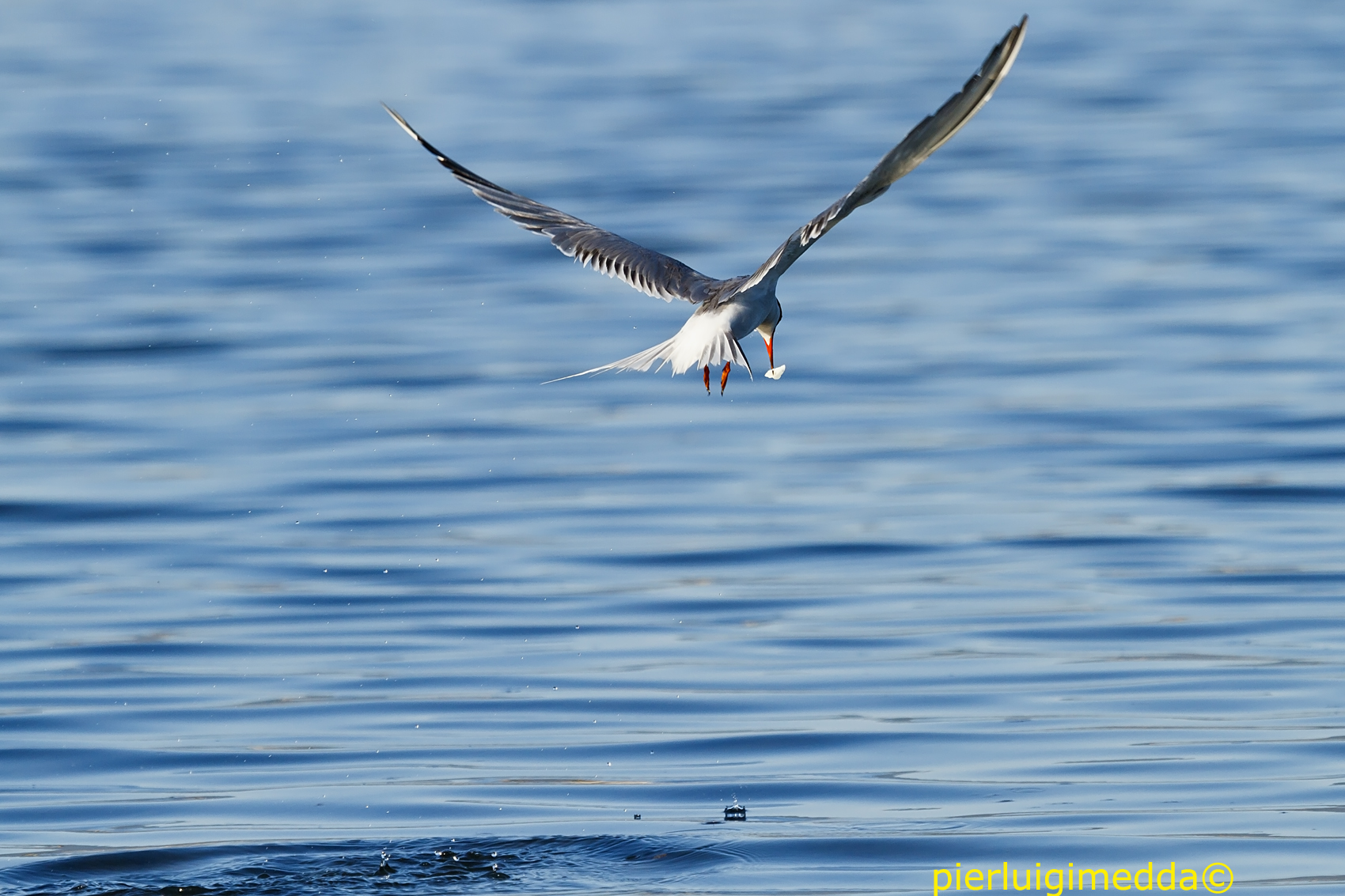 Common Tern...