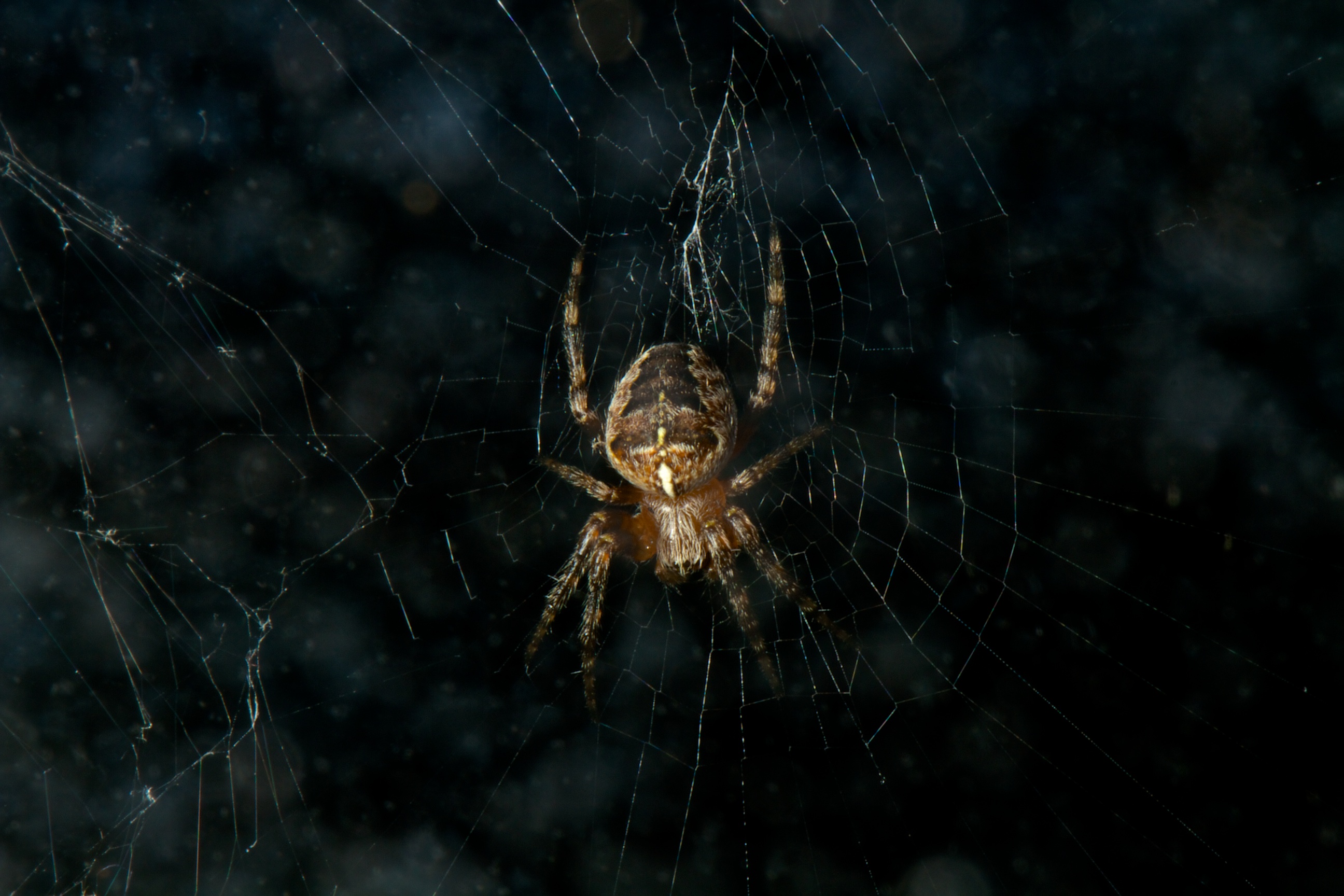 Spider...