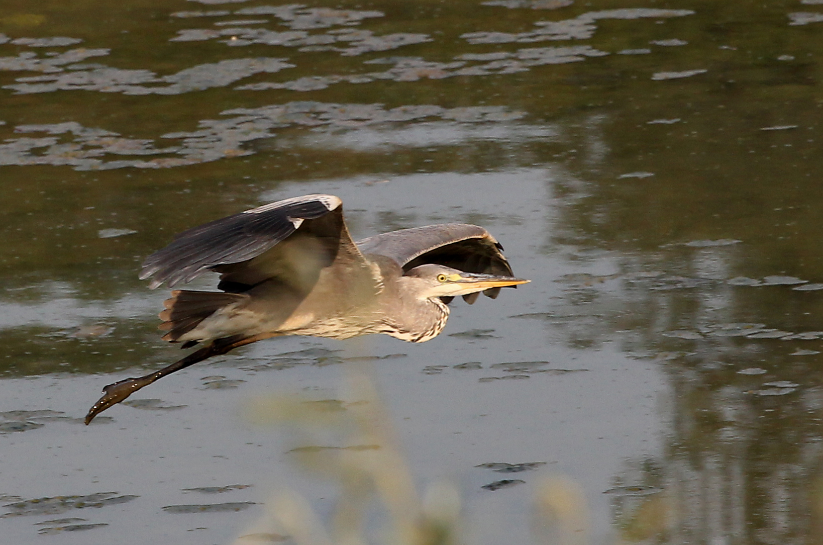 Heron in flight 2...