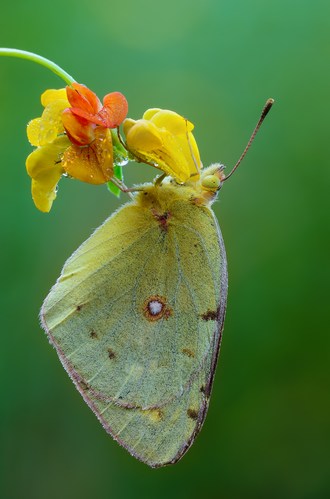 The shelter of Colias ......