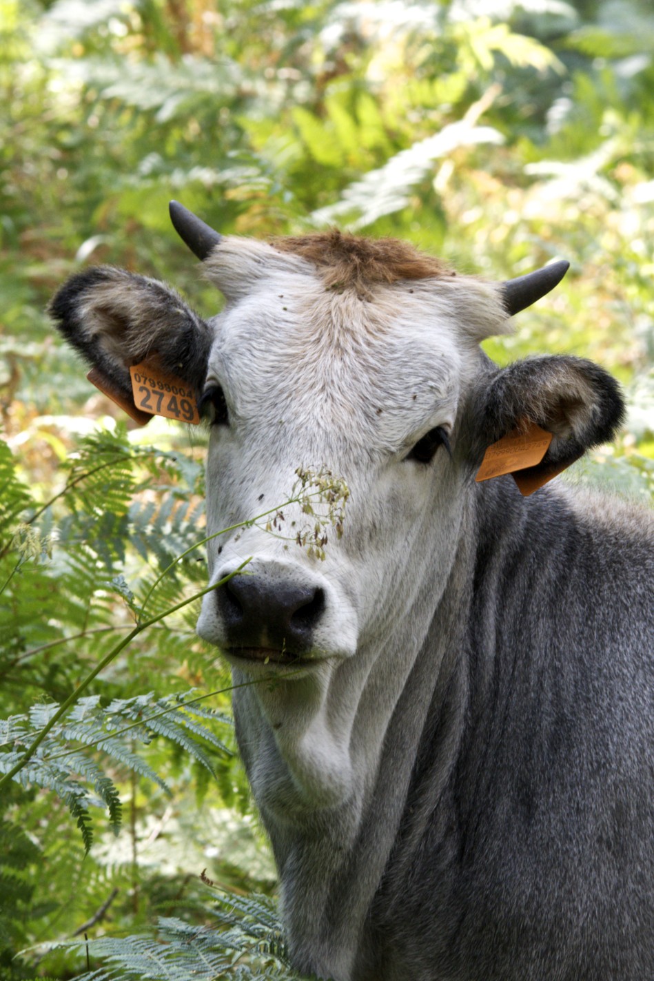 portrait bovine...