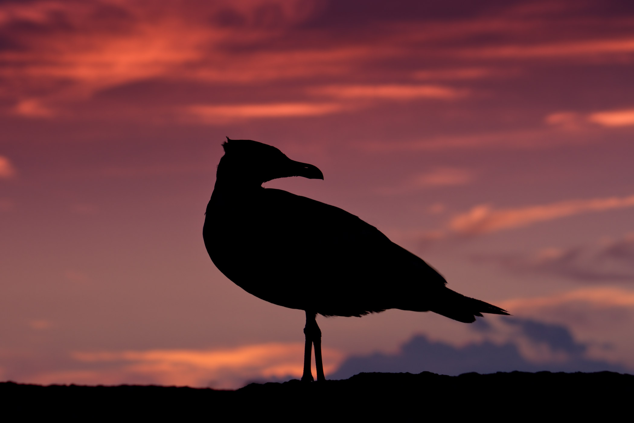 Small gull at sunset...