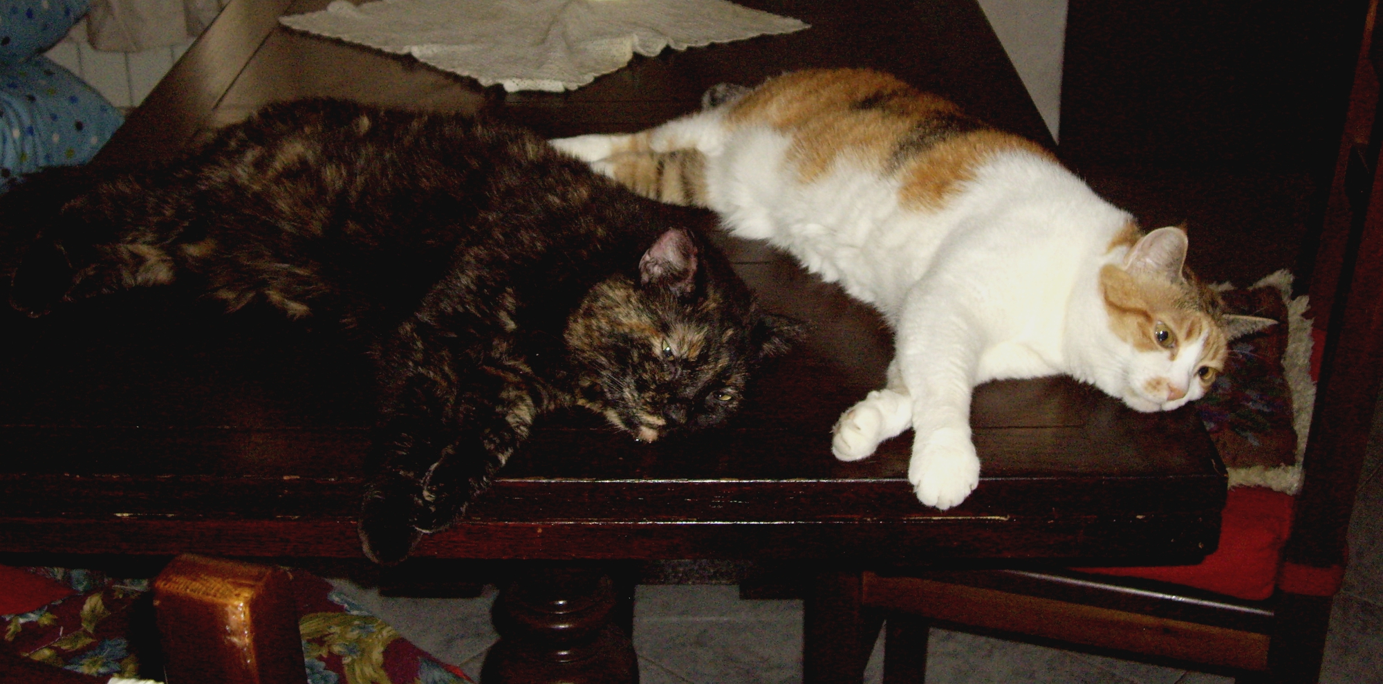 A dog's life or ... cats...