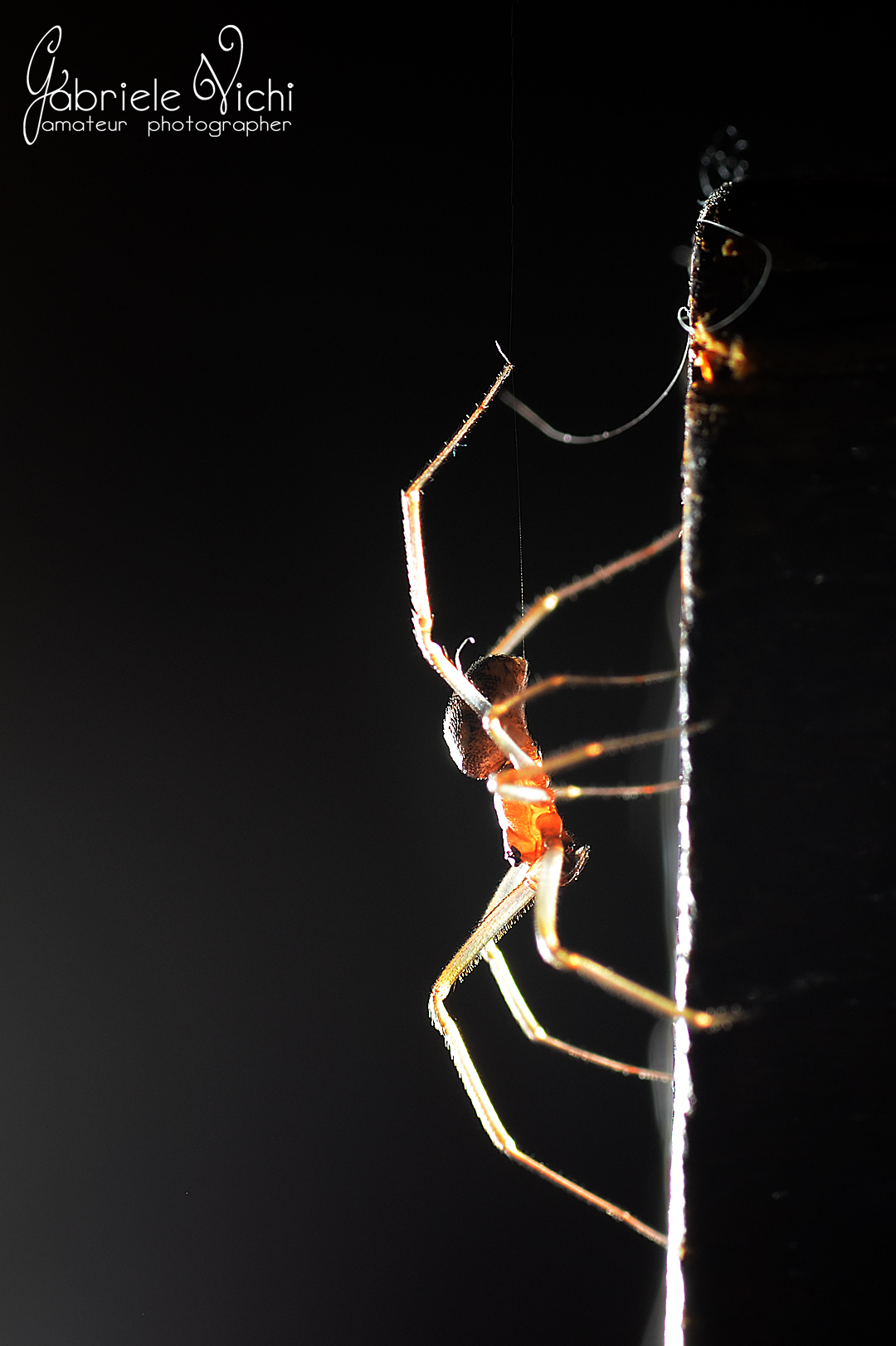 Spider...