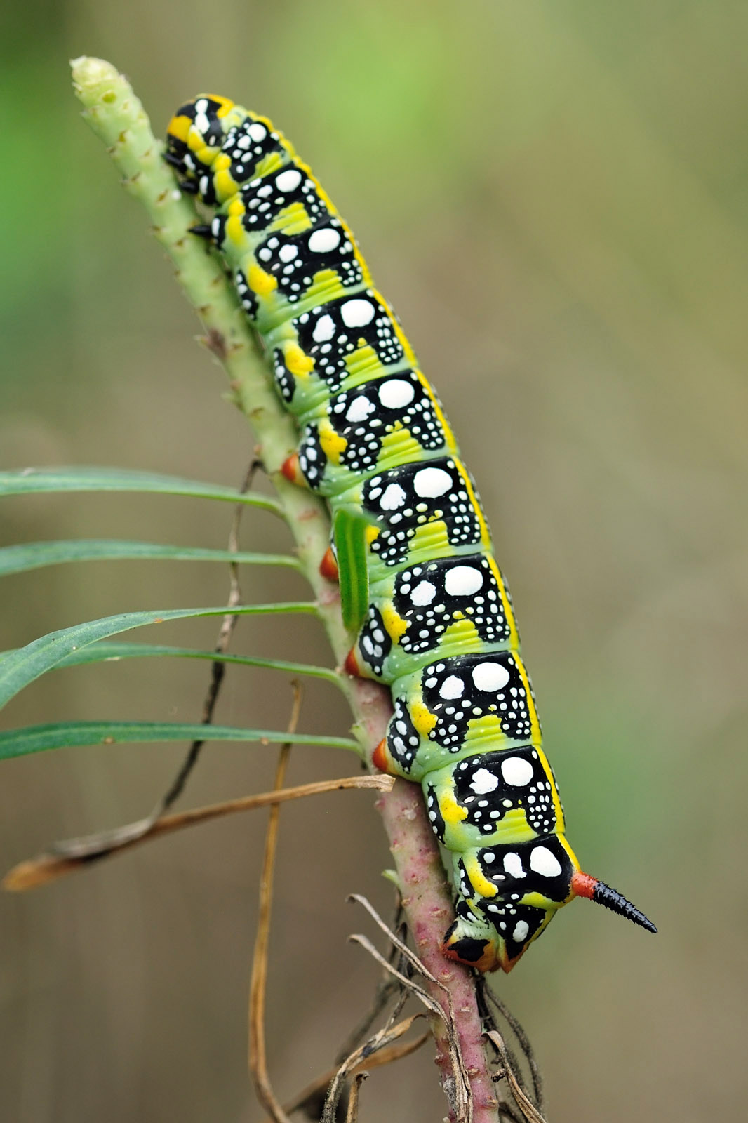 Caterpillar of the sphinx Euphorbia...