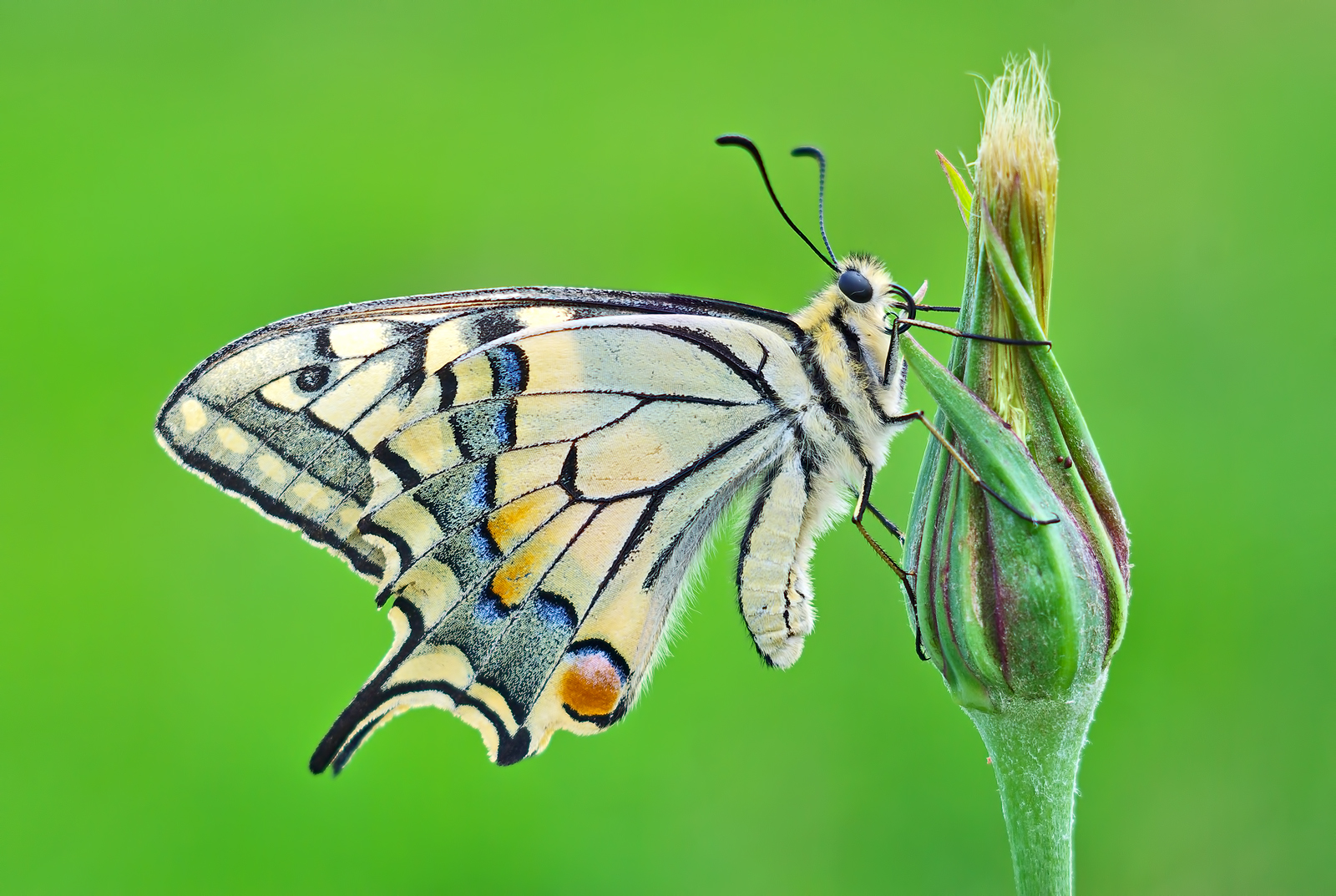 Papilio Macaone...