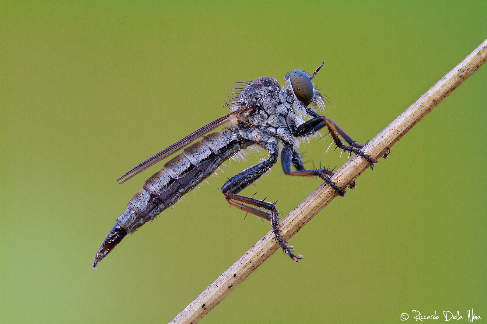 Neomochtherus geniculatus (Asilidae)...