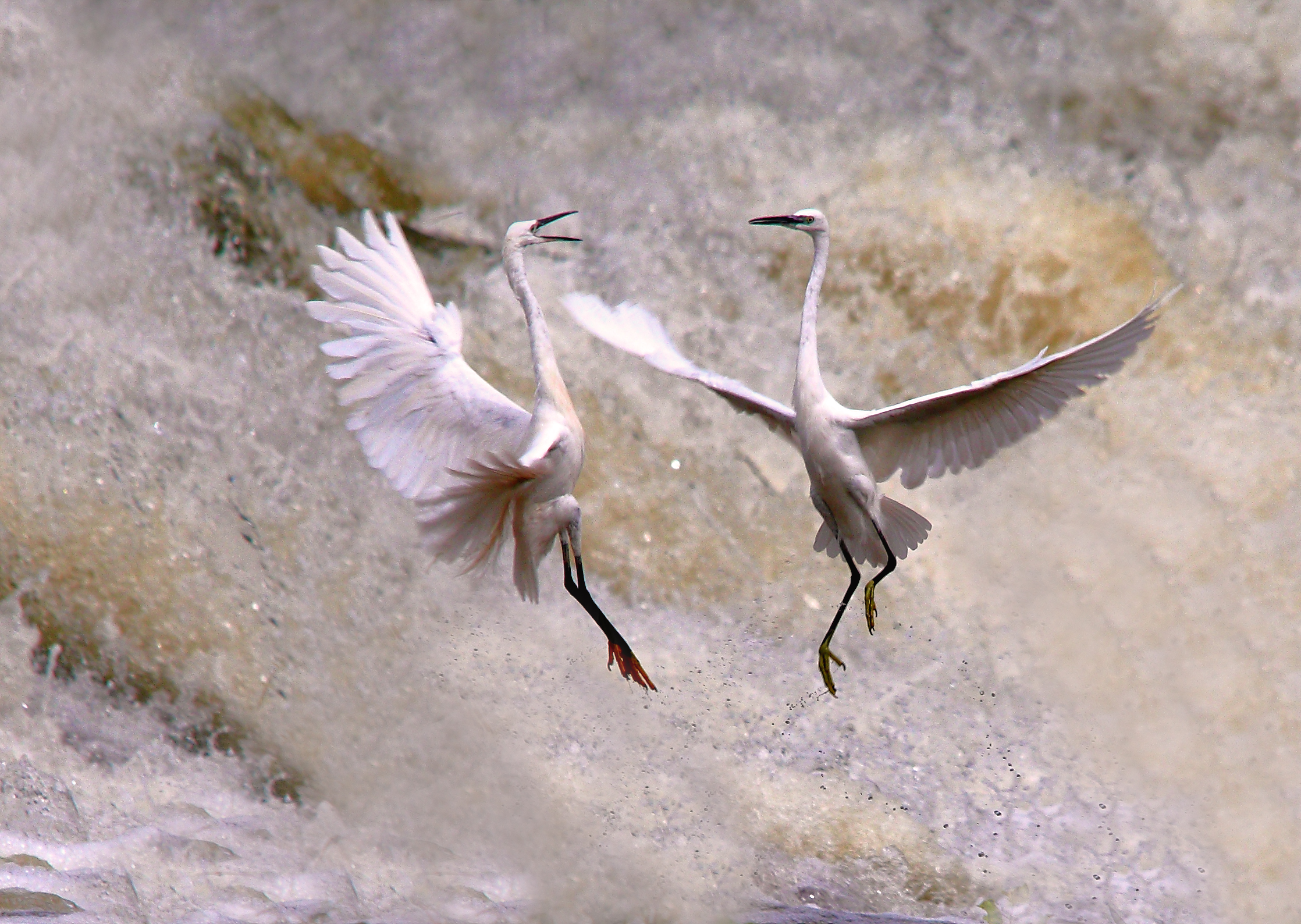 herons fighting...