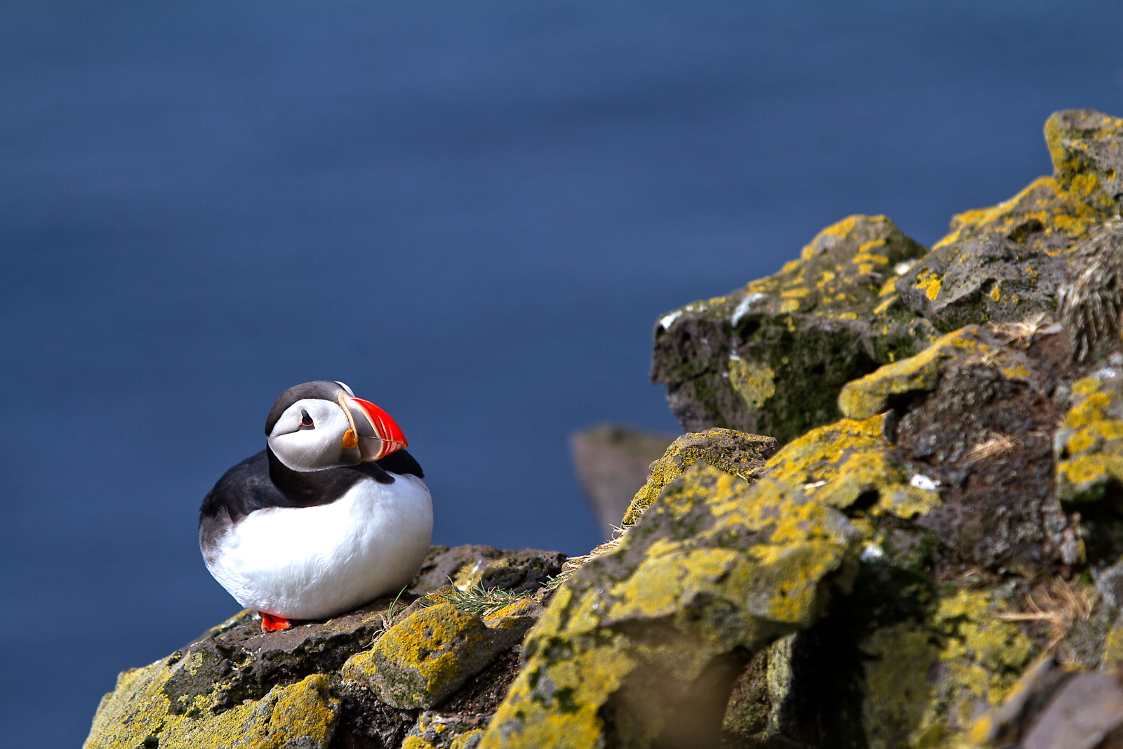 puffin...