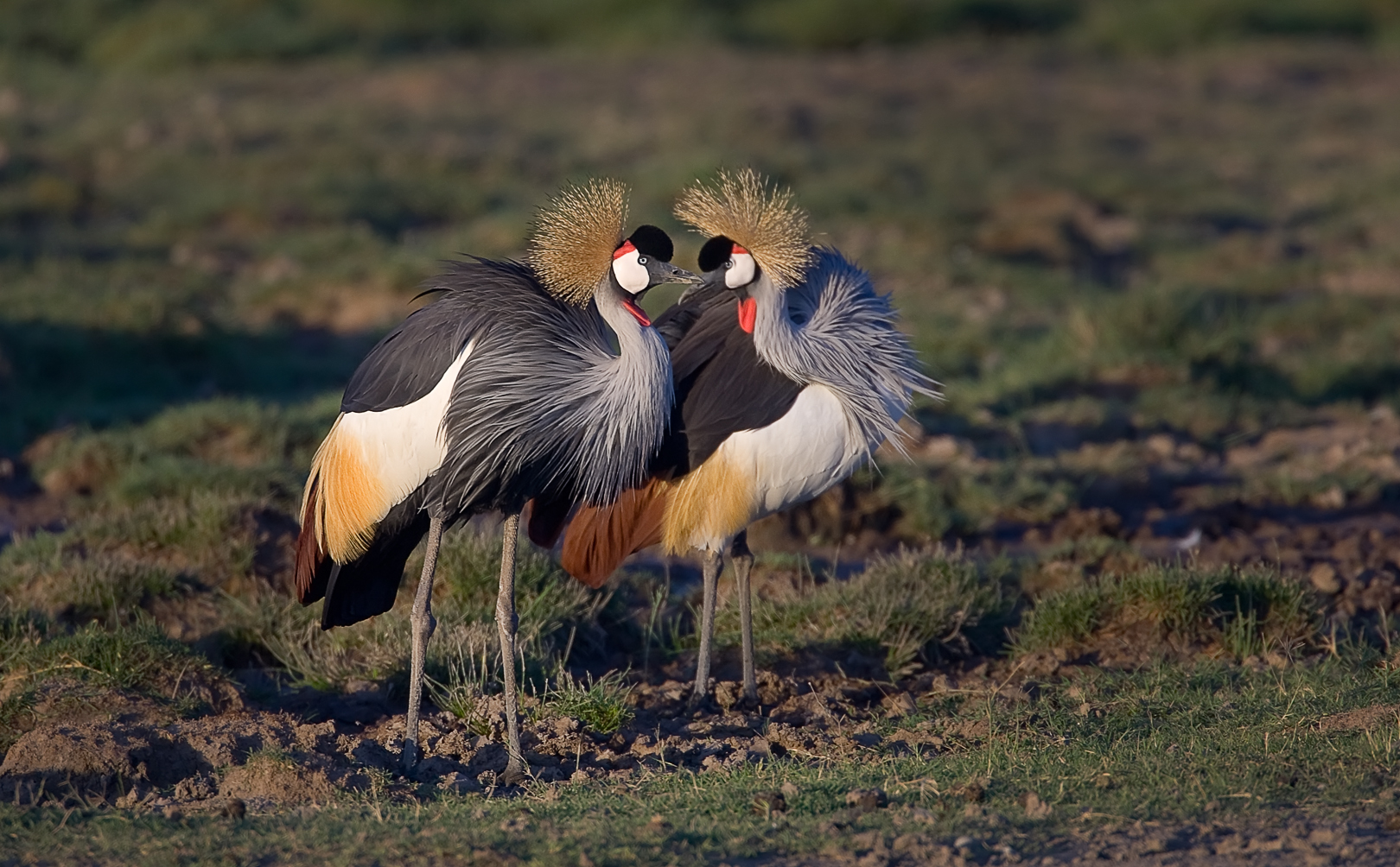 Crowned Cranes Kissing...