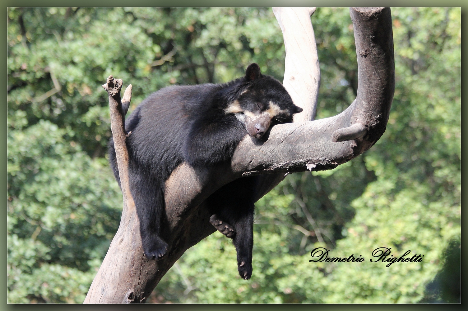 Bear Sleeper...