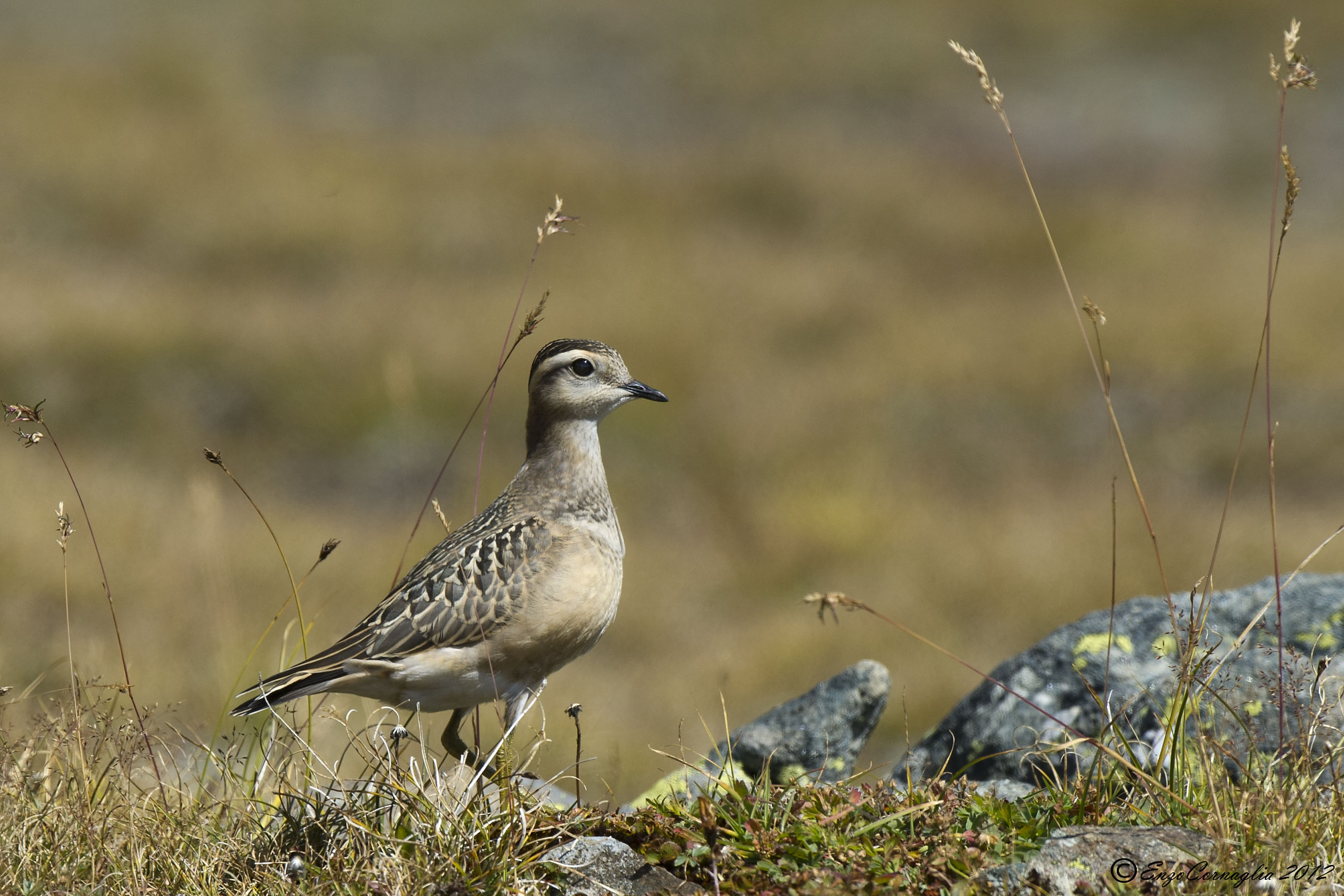 Dotterel...