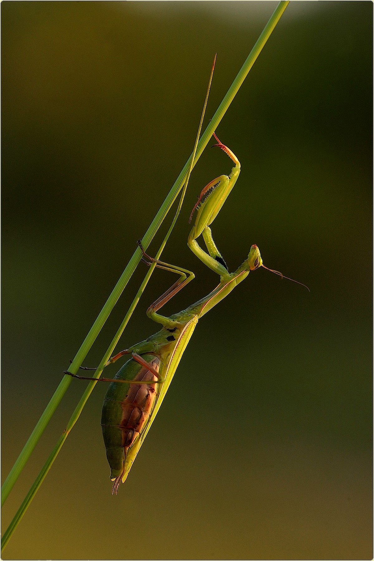 ,,,, Mantis,...