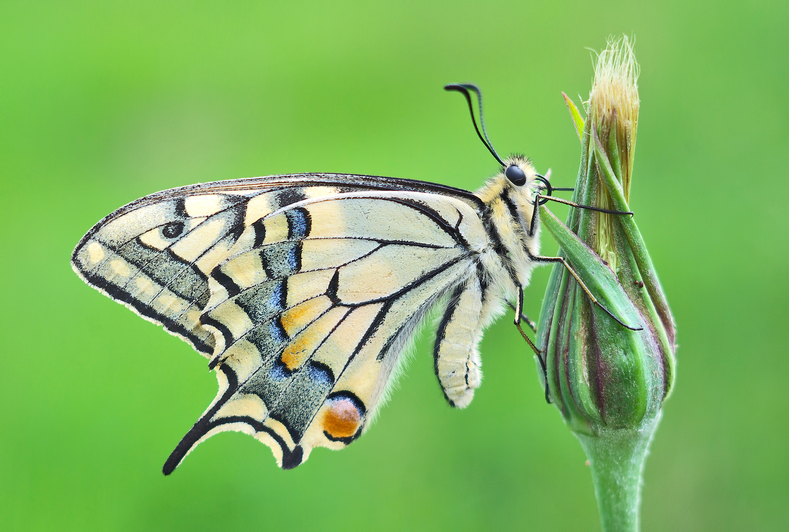 Papilio Machaon II...