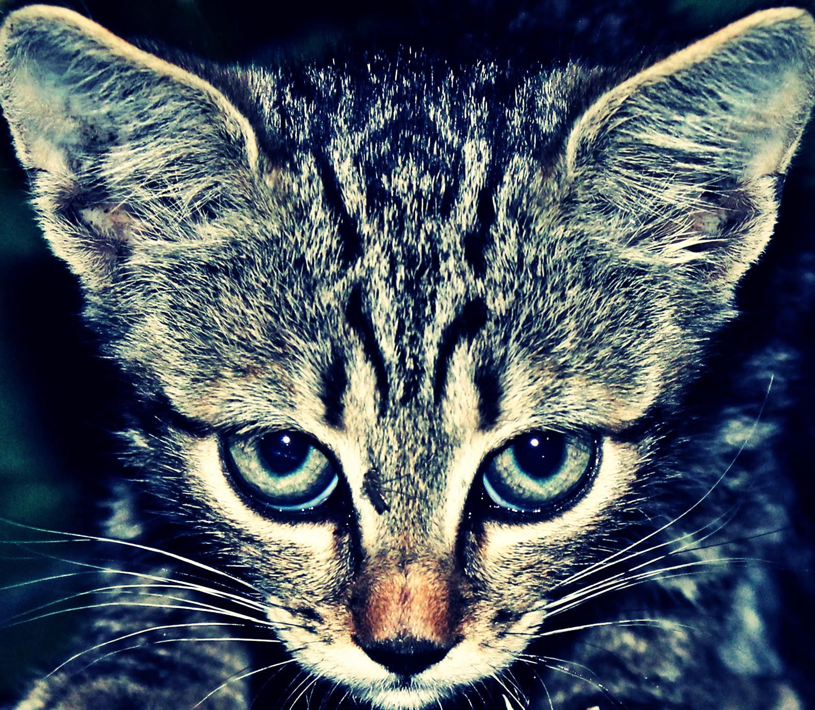 gattino...