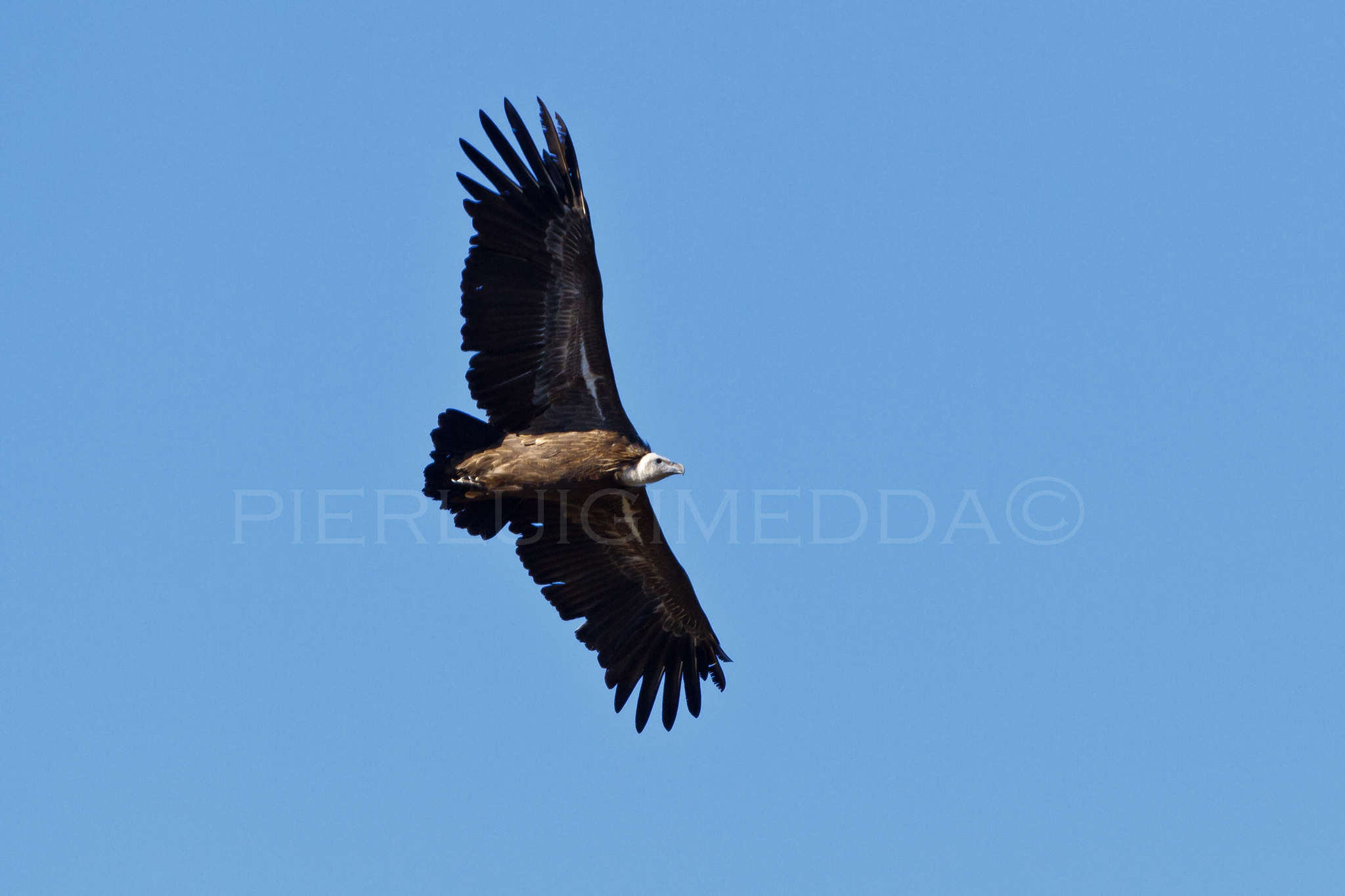 Griffon Vulture Gyps fulvus...