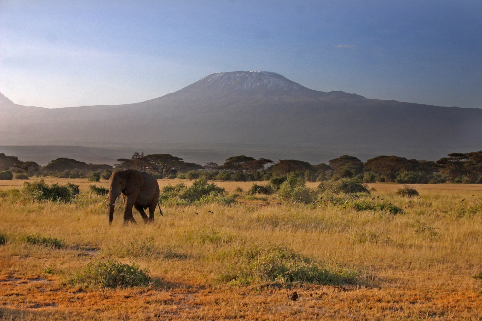 Elefante ad Amboseli...