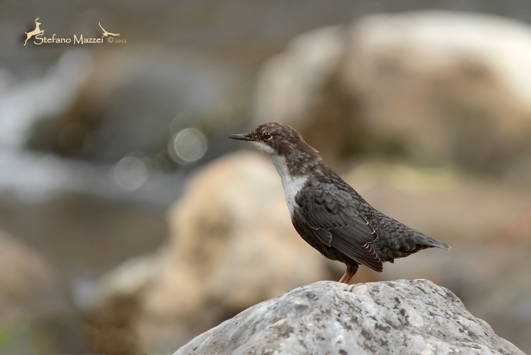 Young Dipper ......