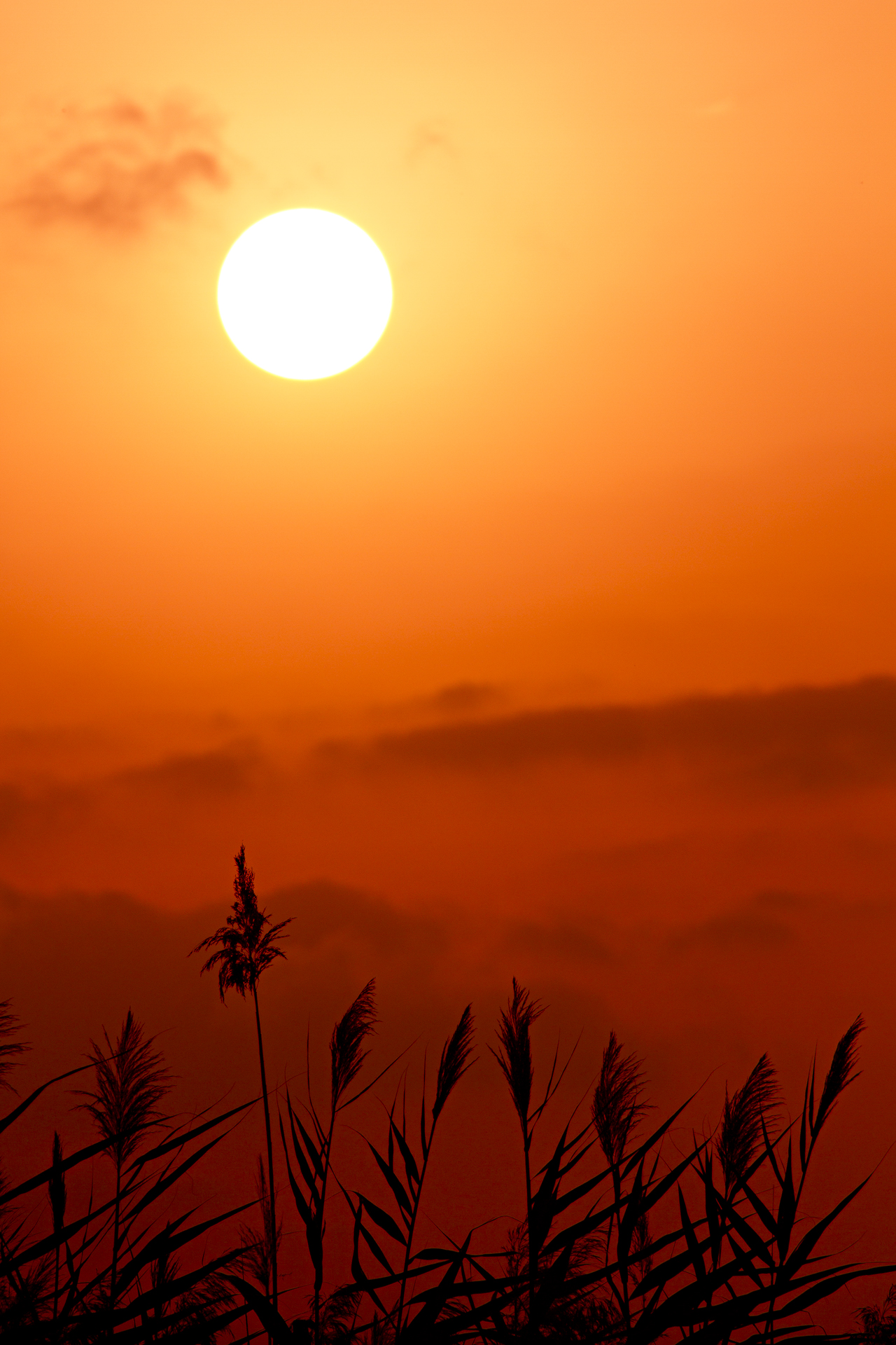 Sunset in the reeds...