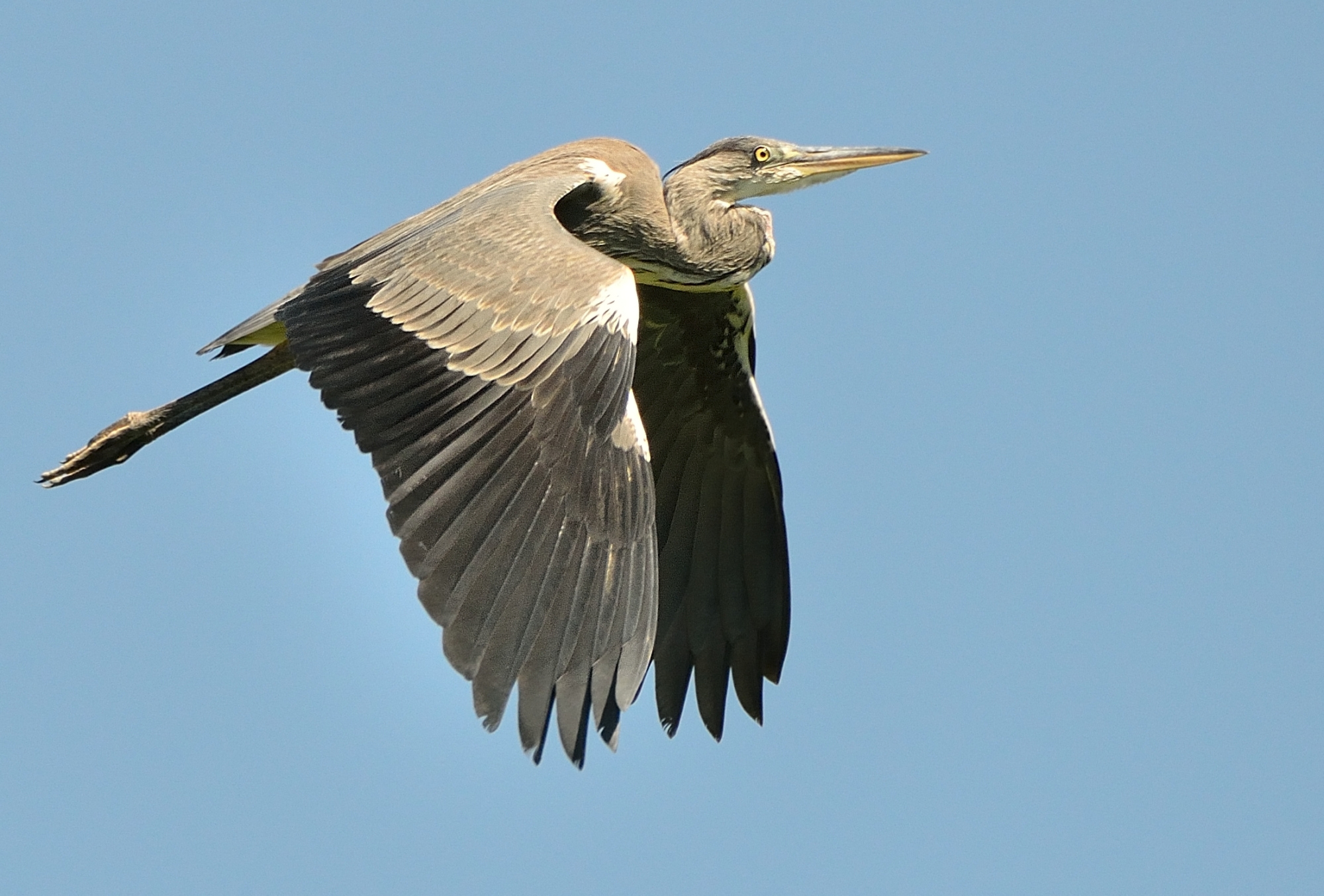 Grey Heron in flight...