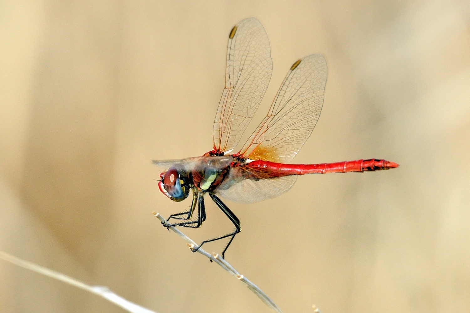 Red Dragonfly (Crocothemis erythraea)...