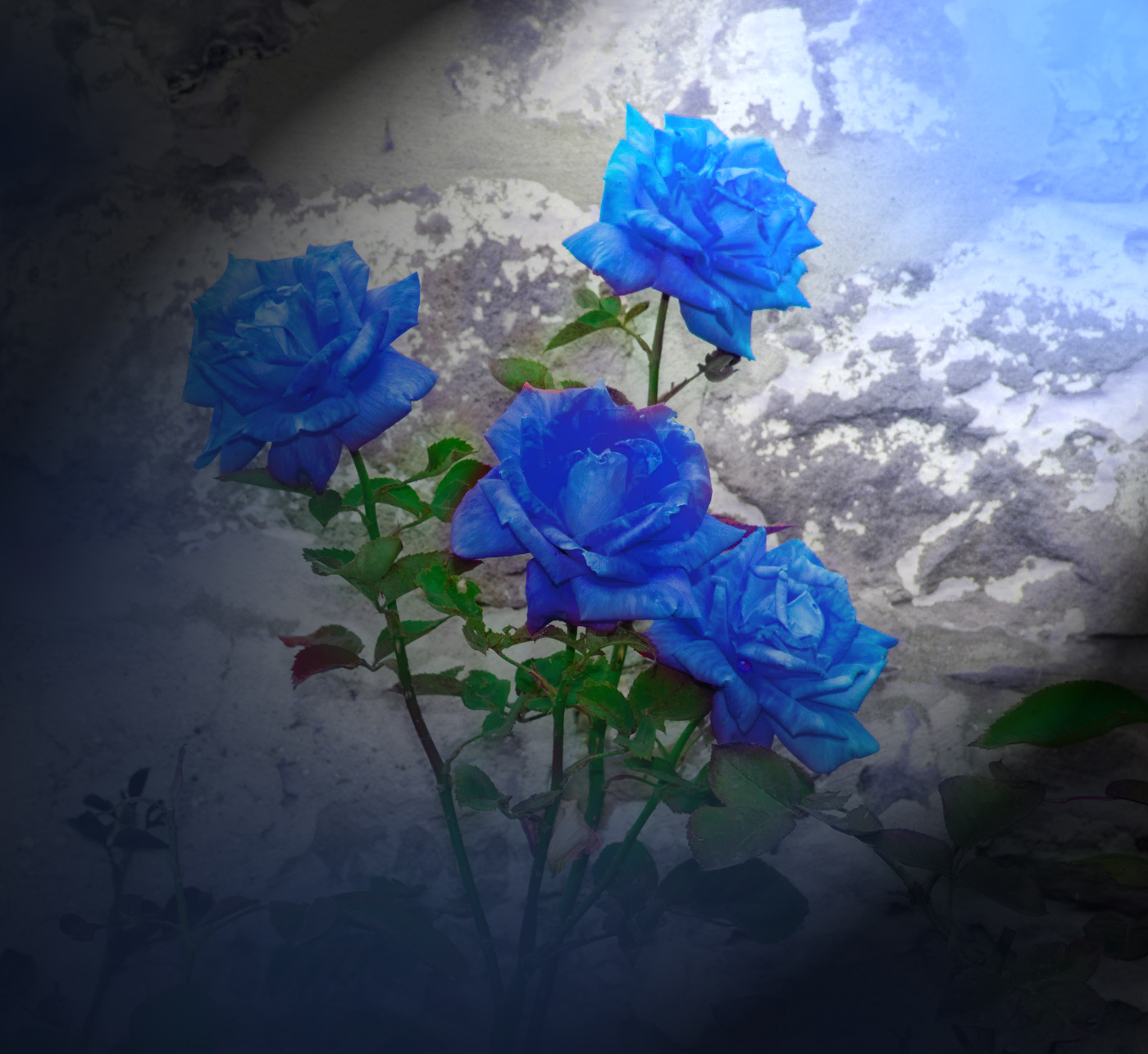 roses IN BLUE...