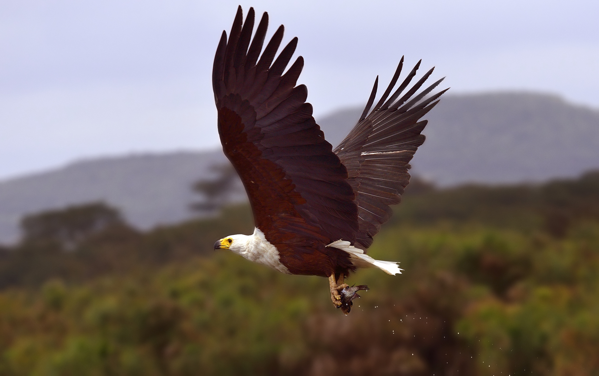 Fish eagle...