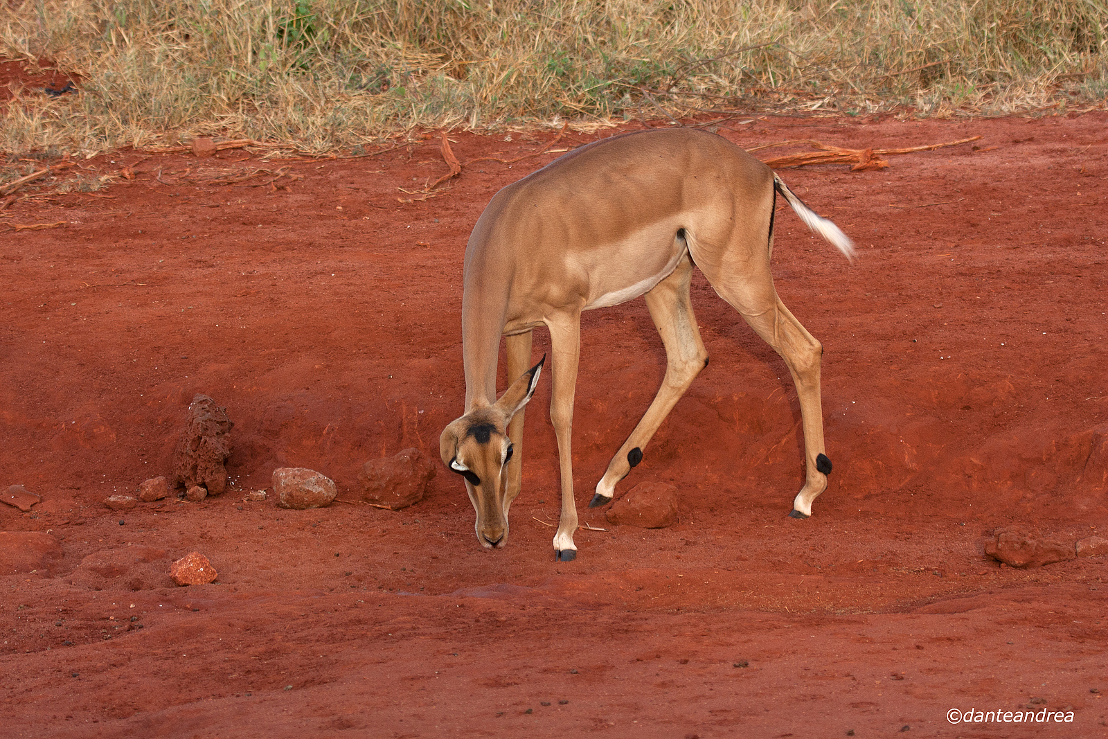 Female impala...