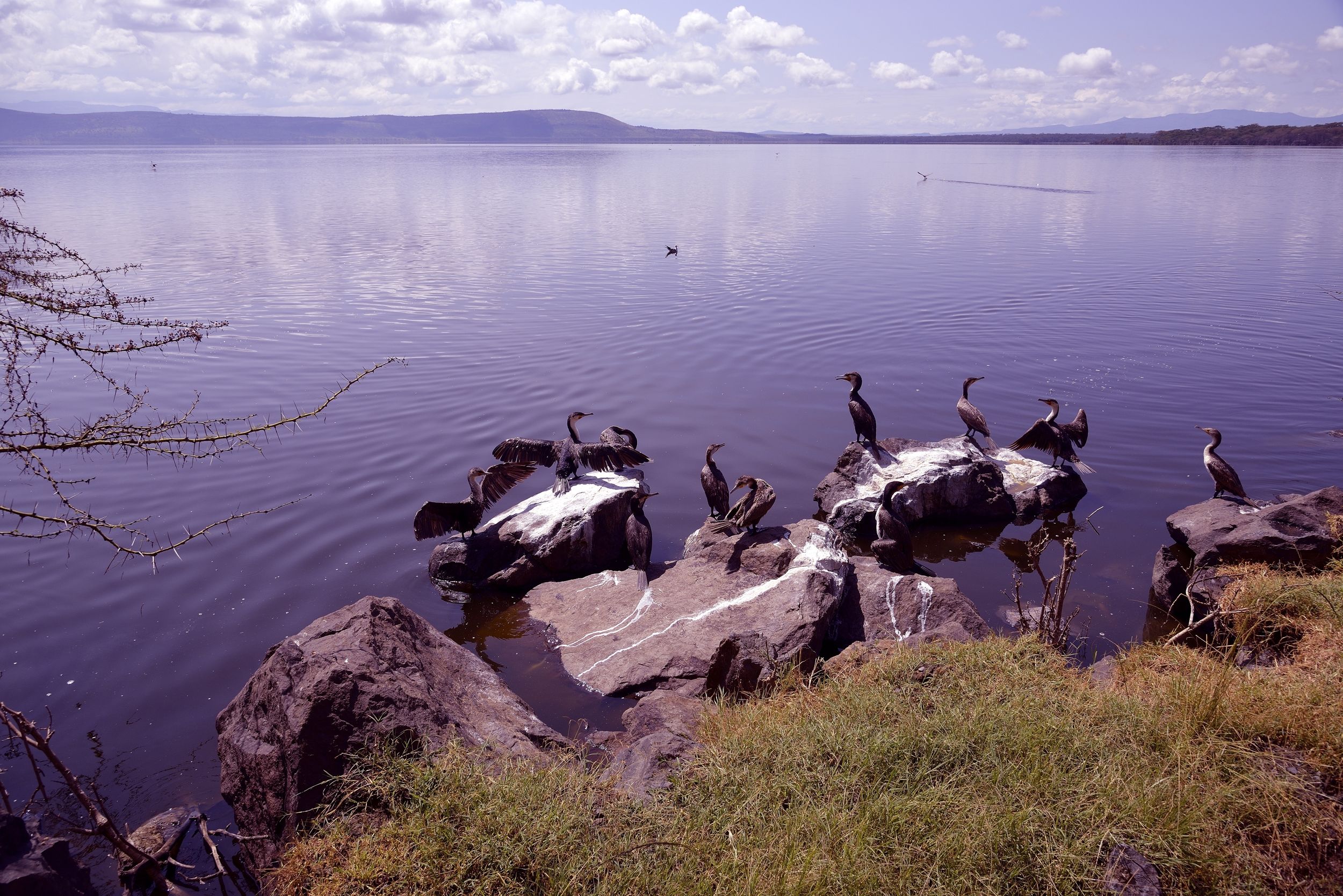 cormorants...