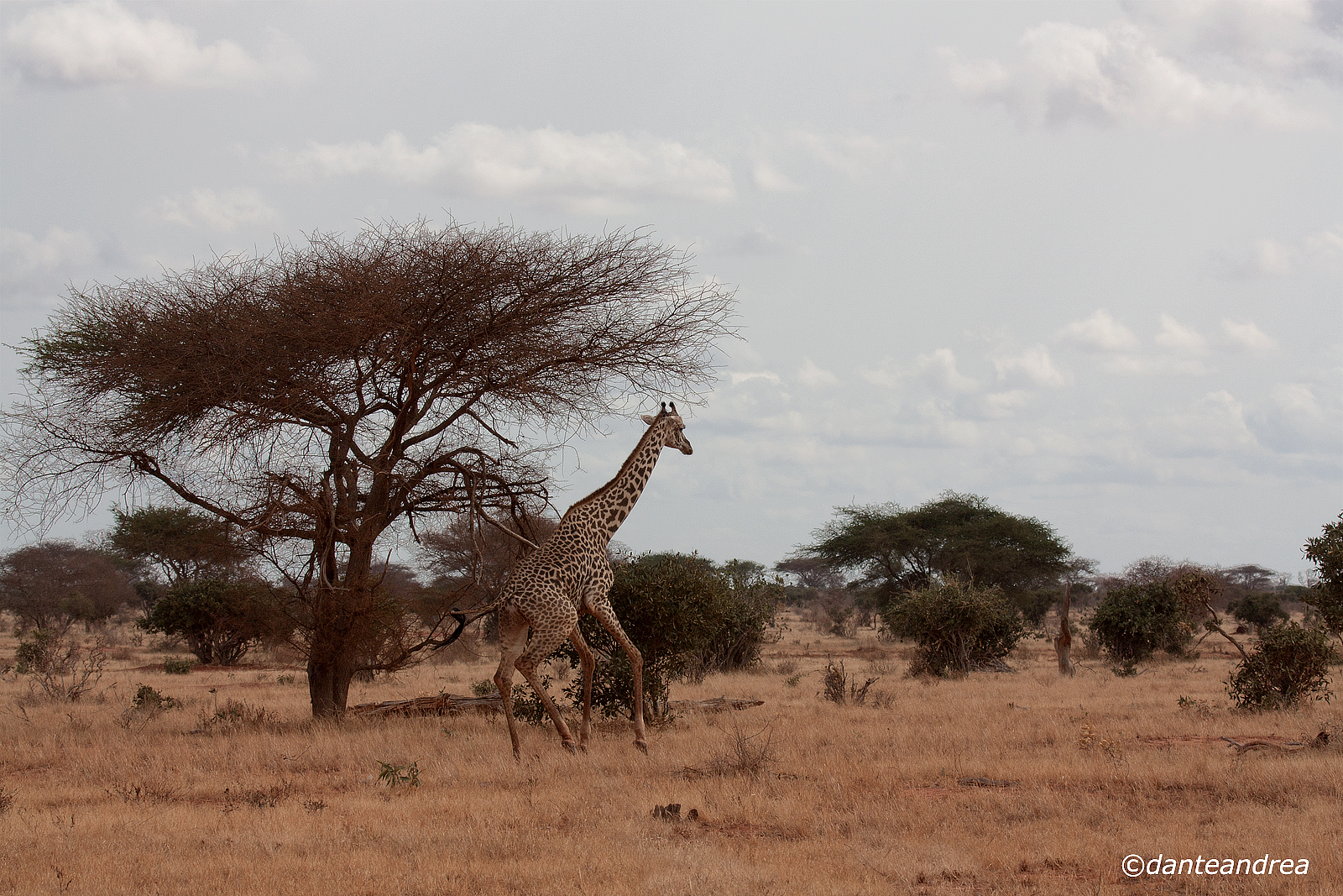 Giraffe running...