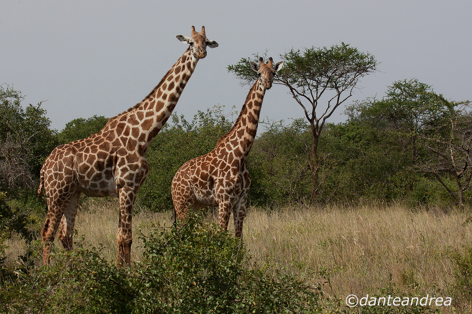 Pair of giraffes...