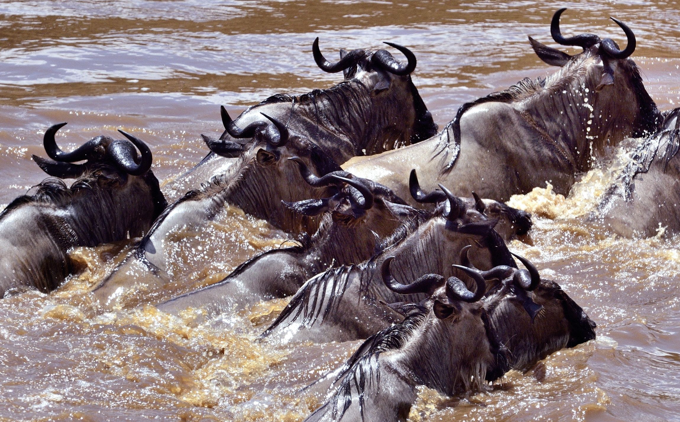 wildebeest crossing...