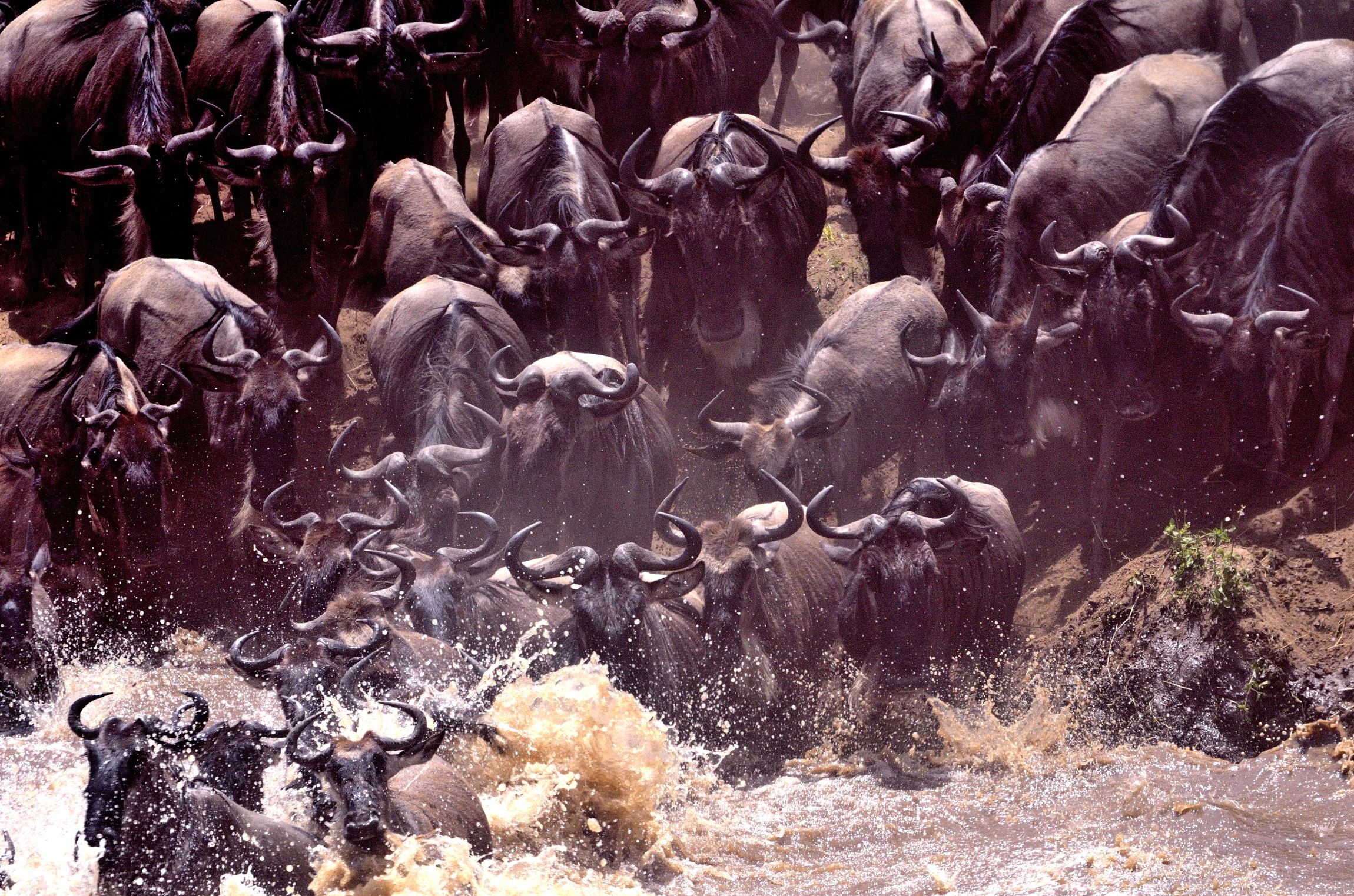 wildebeest crossing...