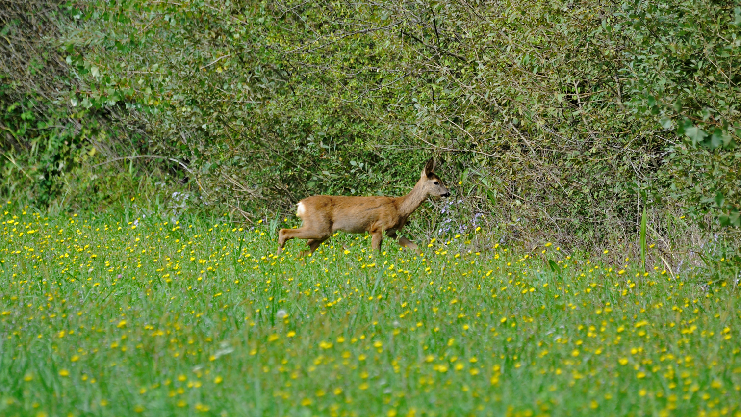 Capreolus capreolus...