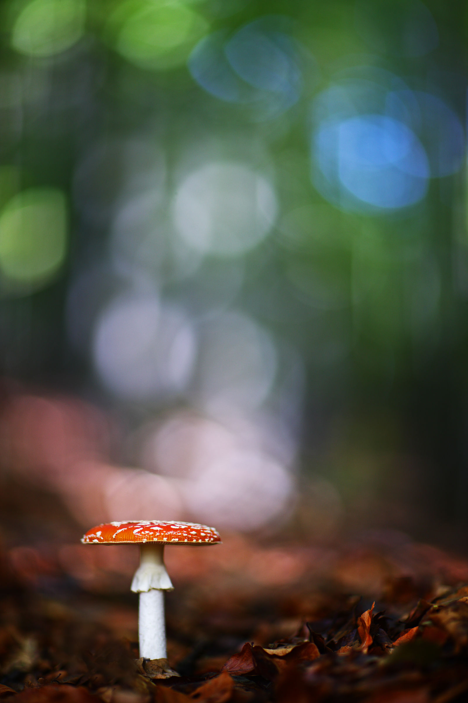 Amanita muscaria...