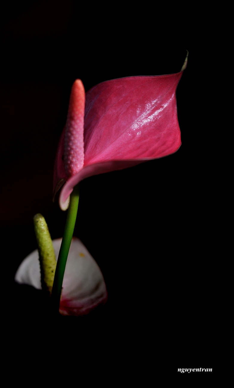 Anthurium flower...