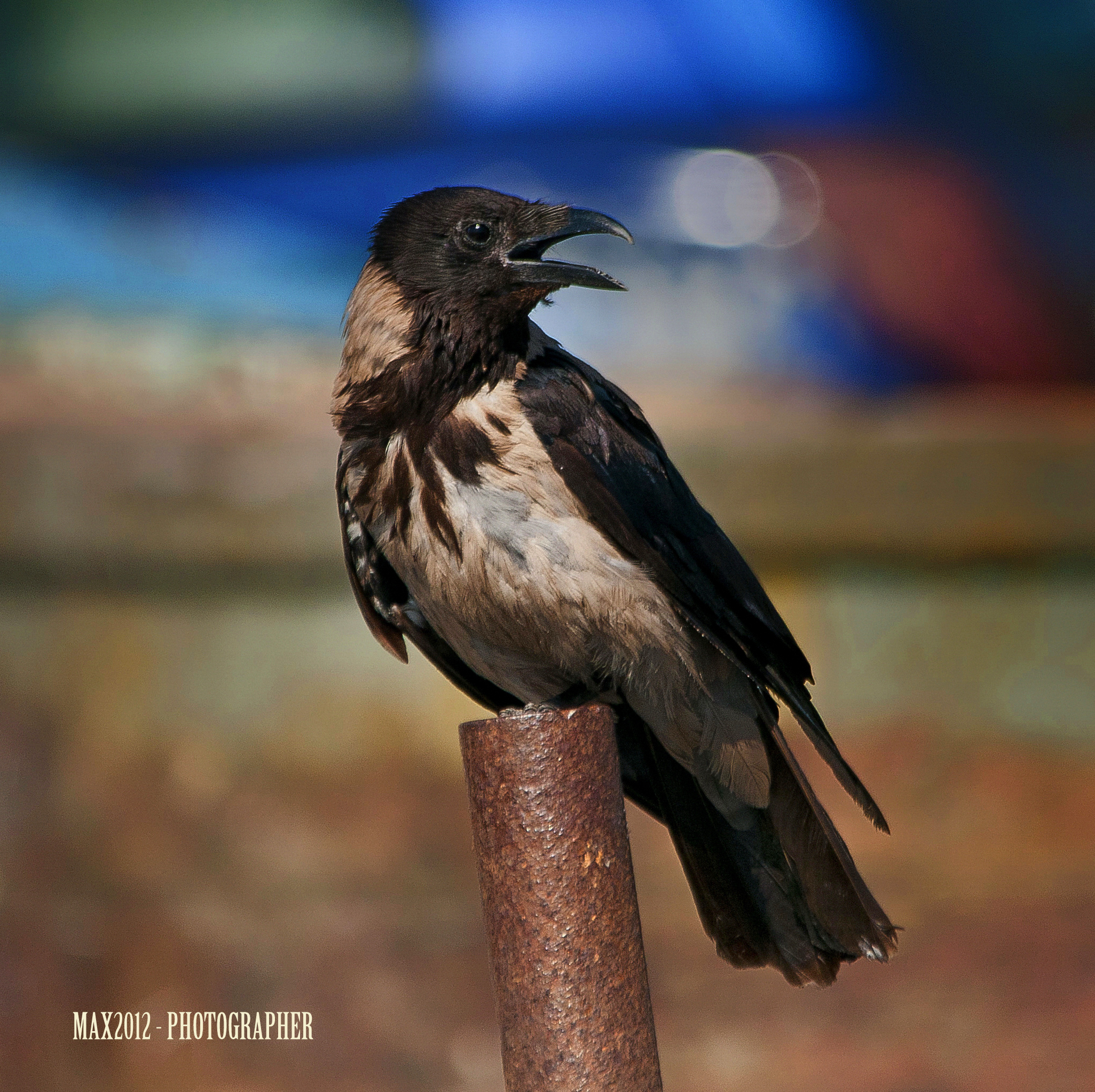 Hooded Crow (Corvus corone cornix)...