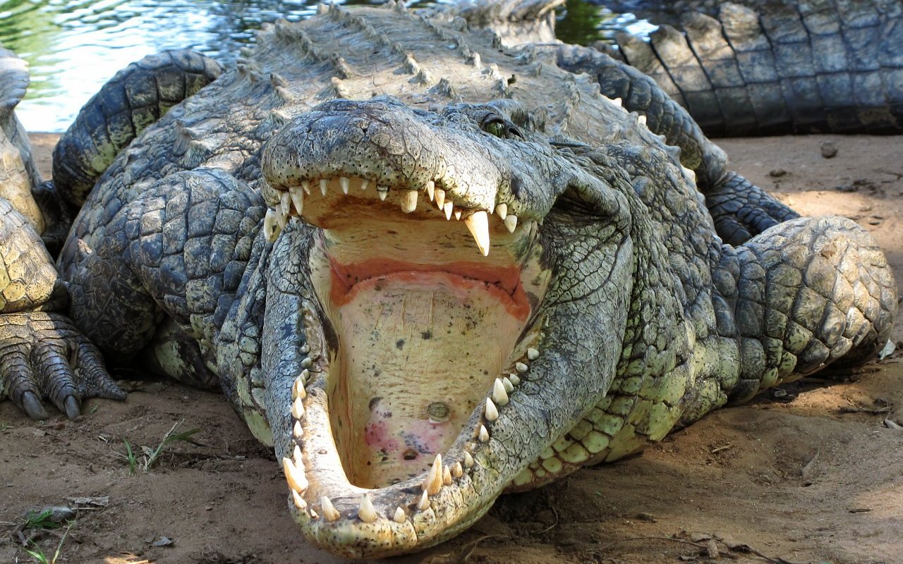 Crocodiles in South Africa 9...