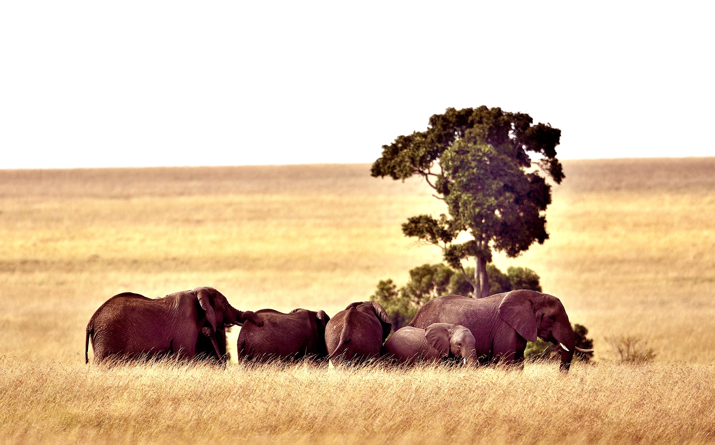 elephants...