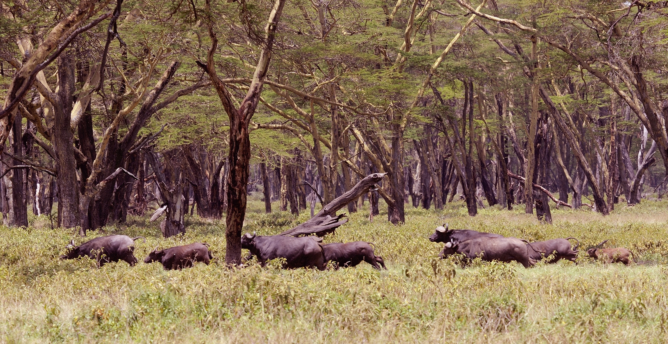 buffalo race...