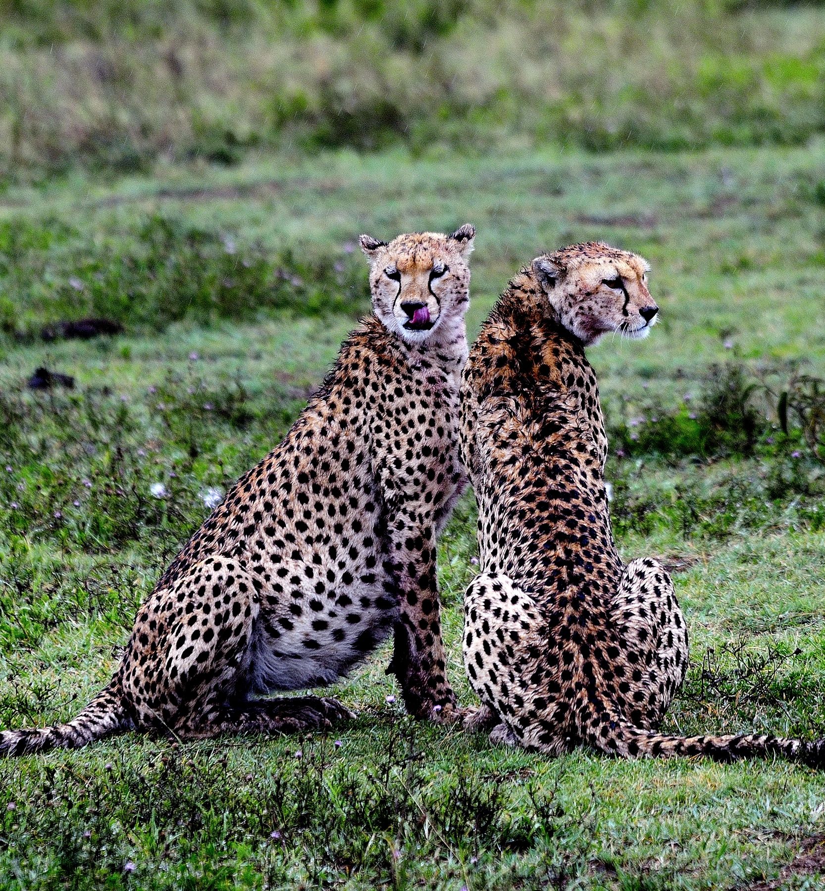 Cheetahs...