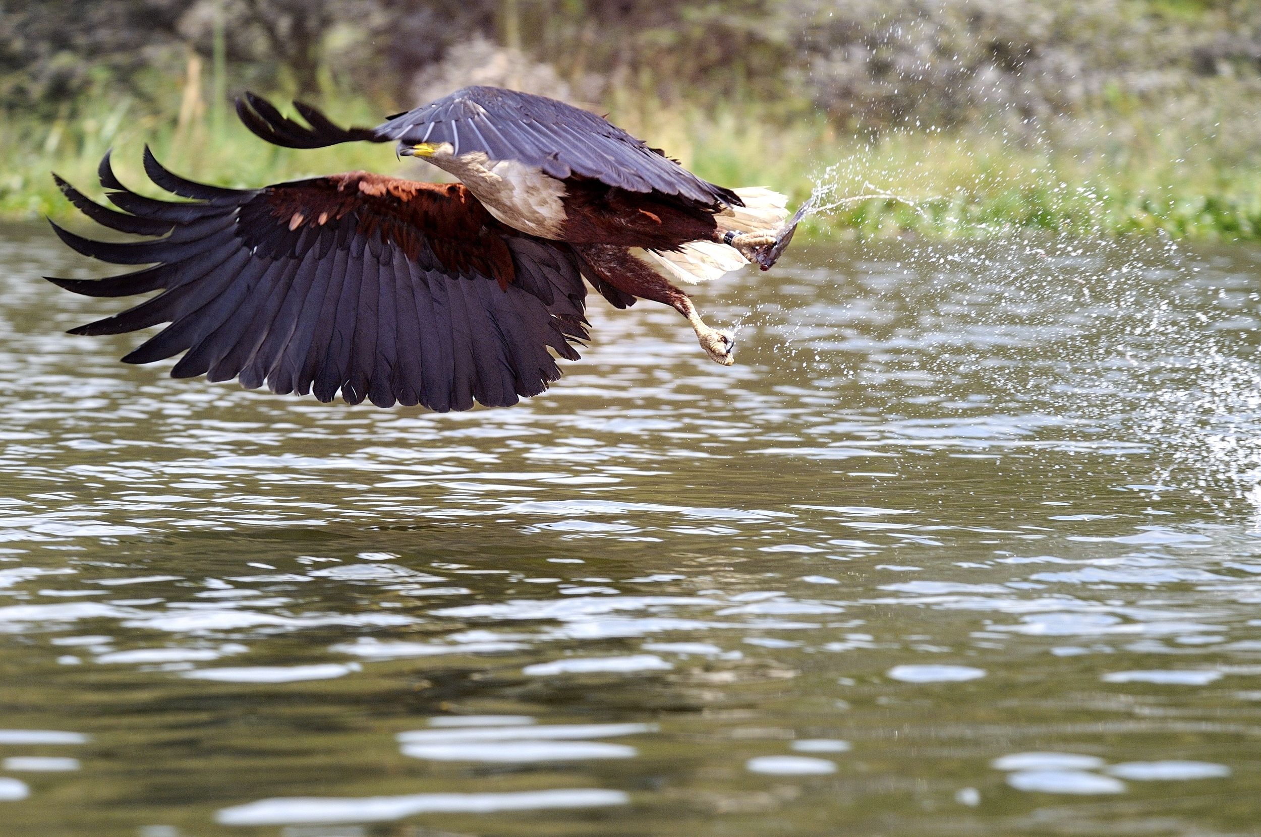 osprey...