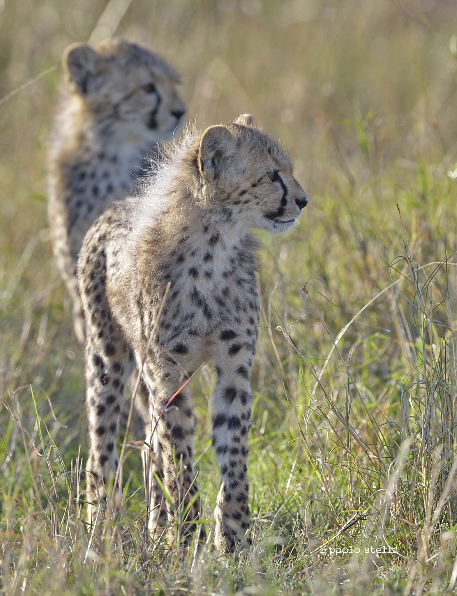 cheetah cubs...