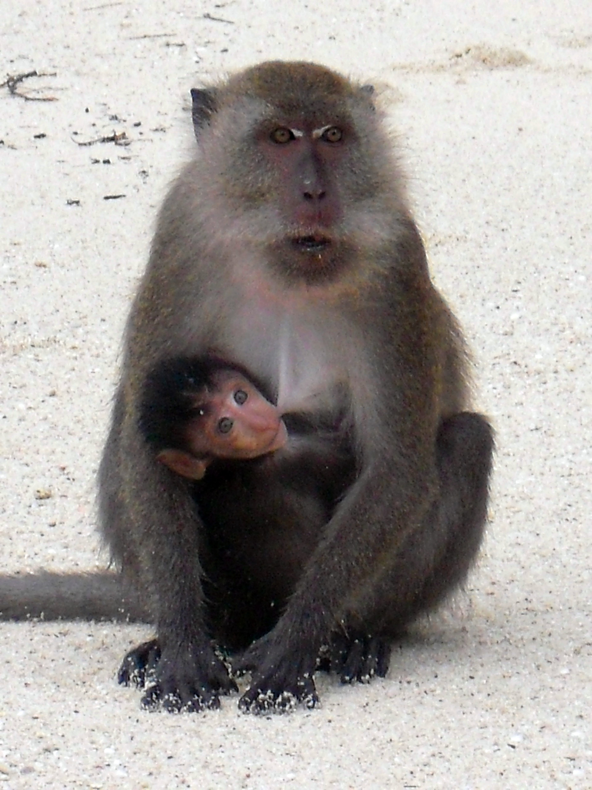 Monkey with baby...